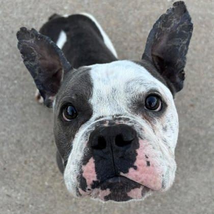 Enlarge Trooper, a ADOPTABLE mixed breed in The Colony, TX image 2/6