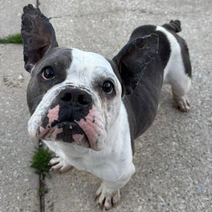 Enlarge Trooper, a ADOPTABLE mixed breed in The Colony, TX image 1/6