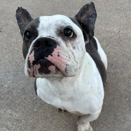 Enlarge Trooper, a ADOPTABLE mixed breed in The Colony, TX image 5/6