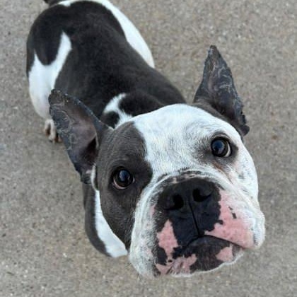 Enlarge Trooper, a ADOPTABLE mixed breed in The Colony, TX image 4/6