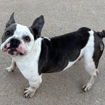 Enlarge Trooper, a ADOPTABLE mixed breed in The Colony, TX image 6/6