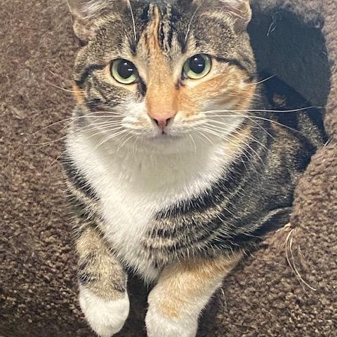 Enlarge Hazel, a Adoptable Domestic Short Hair in Bothell, WA image 1/3