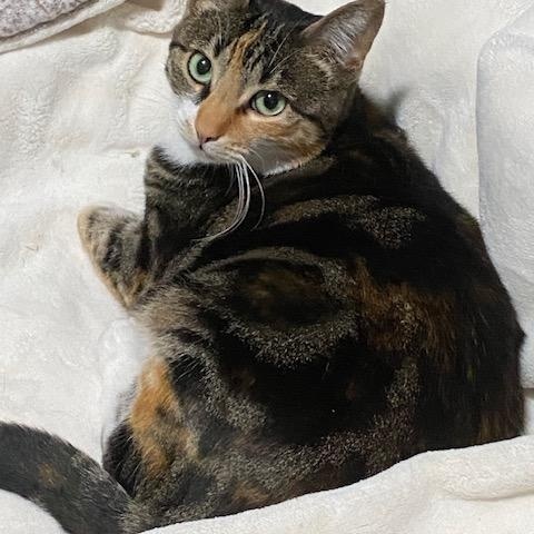 Enlarge Hazel, a Adoptable Domestic Short Hair in Bothell, WA image 2/3