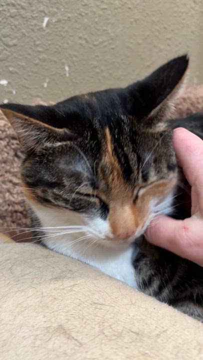 Enlarge Hazel, a Adoptable Domestic Short Hair in Bothell, WA video 3/3