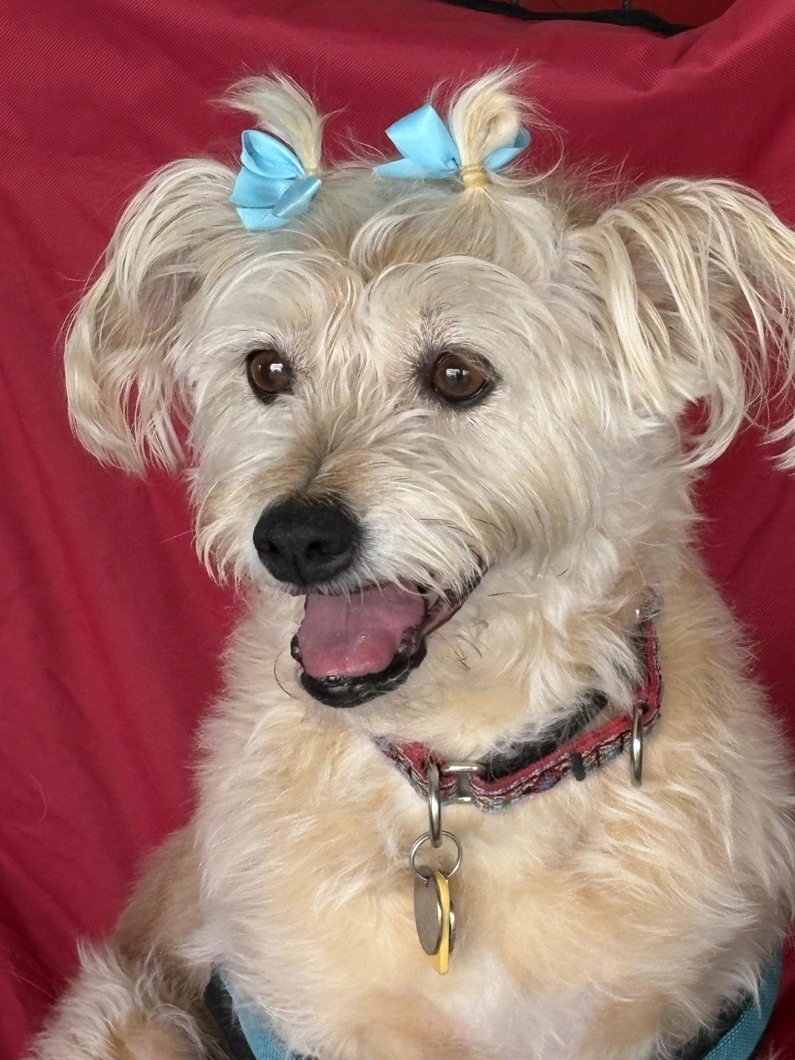 Lexi-Wheaten, Adoptable, Adult Female Wheaten Terrier.