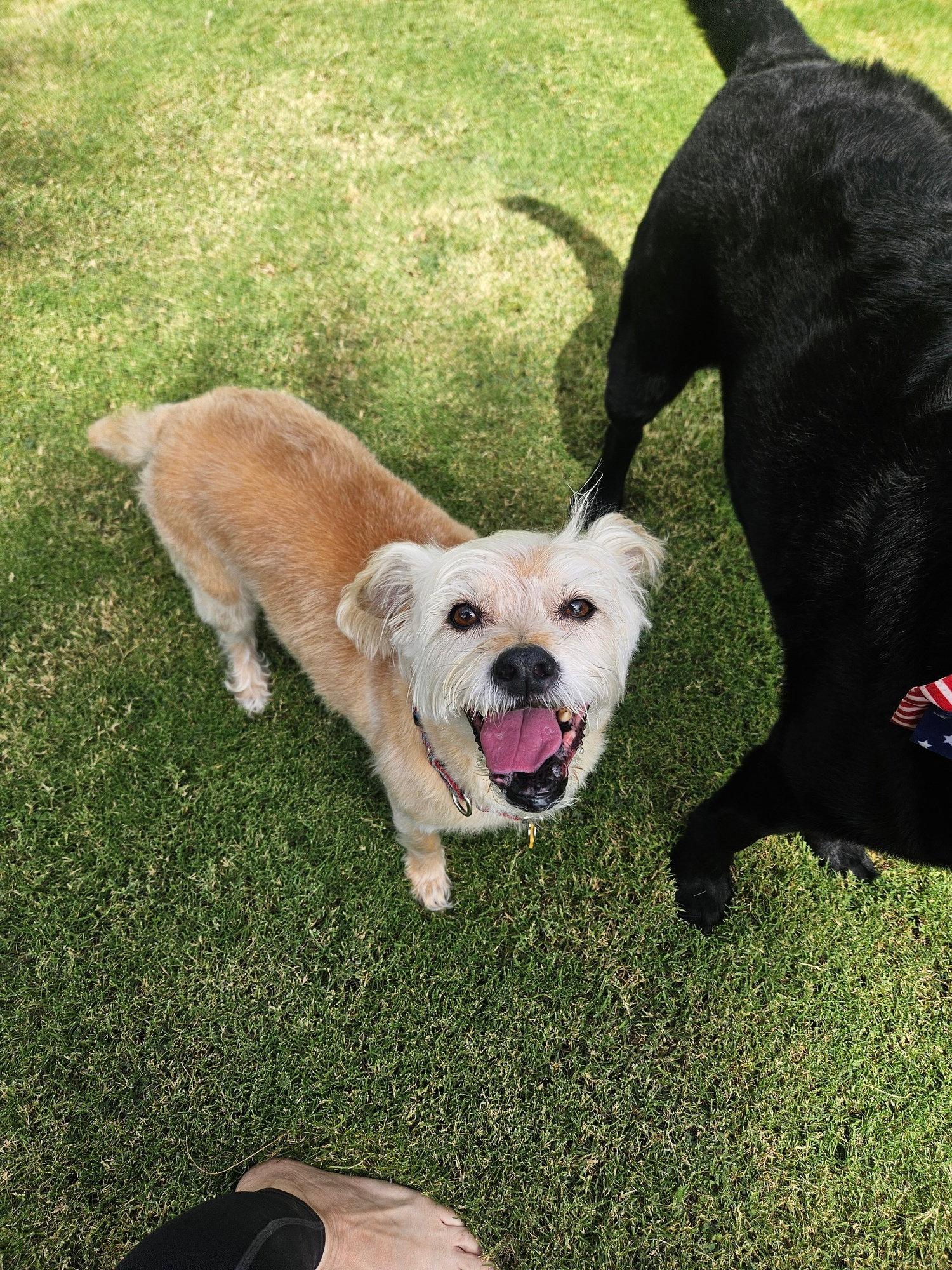Enlarge Lexi-Wheaten, a Adoptable Wheaten Terrier in Glendale, AZ image 1/3