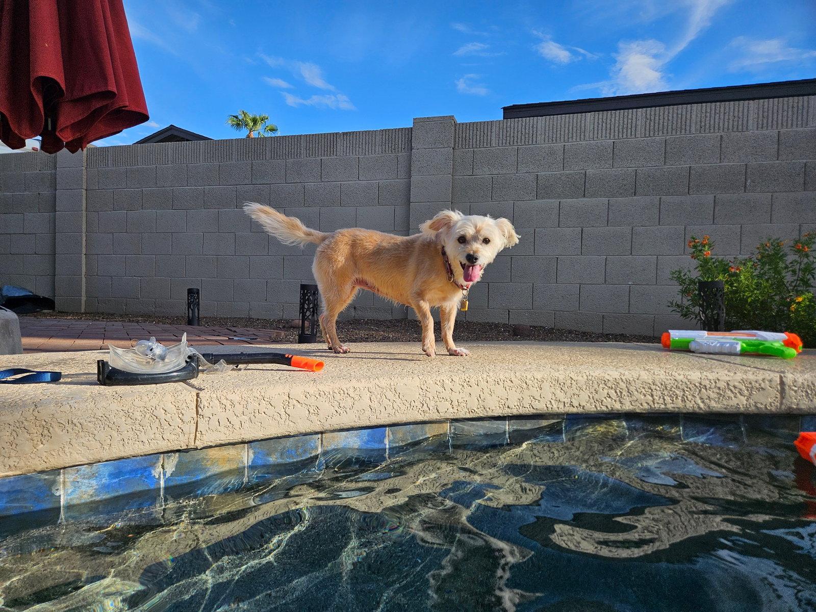 Enlarge Lexi-Wheaten, a Adoptable Wheaten Terrier in Glendale, AZ image 2/3