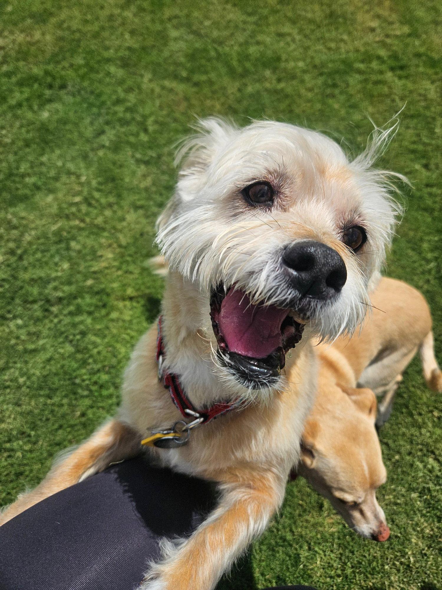 Enlarge Lexi-Wheaten, a Adoptable Wheaten Terrier in Glendale, AZ image 3/3