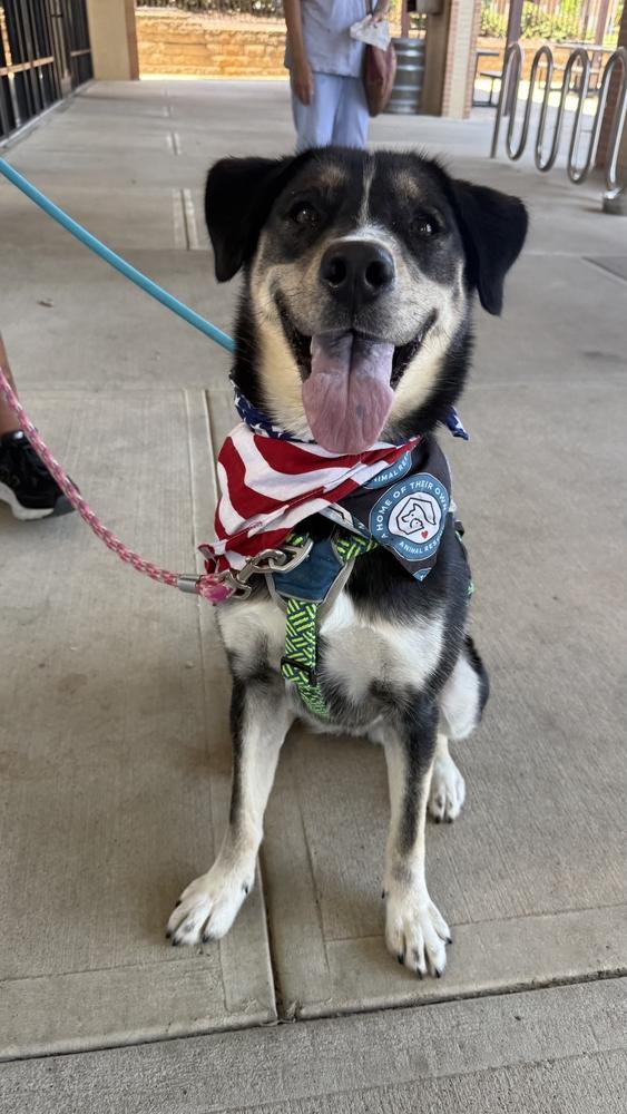 Enlarge Honeysuckle, a Adoptable mixed breed in Silver Spring, MD image 4/6