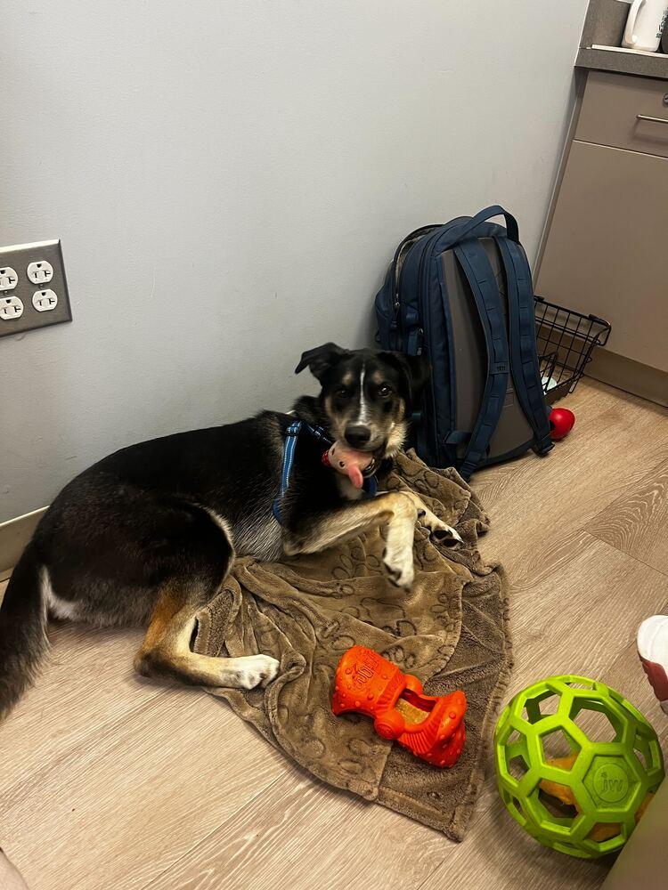 Enlarge Honeysuckle, a Adoptable mixed breed in Silver Spring, MD image 3/6