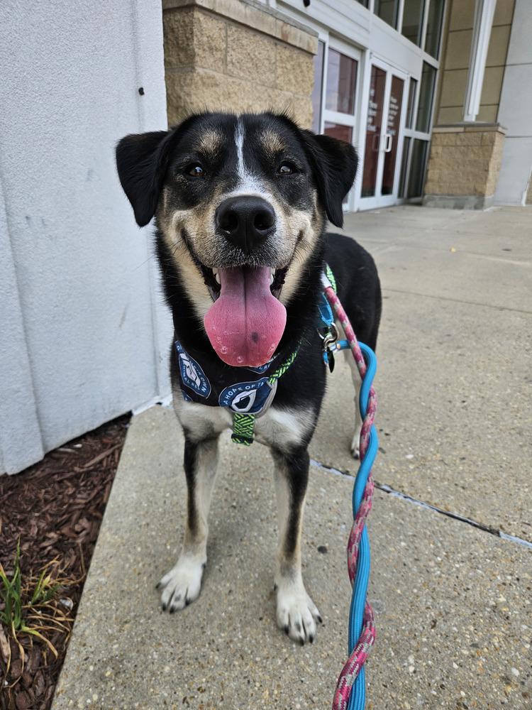 Honeysuckle, Adoptable, Young Female German Shepherd Dog.