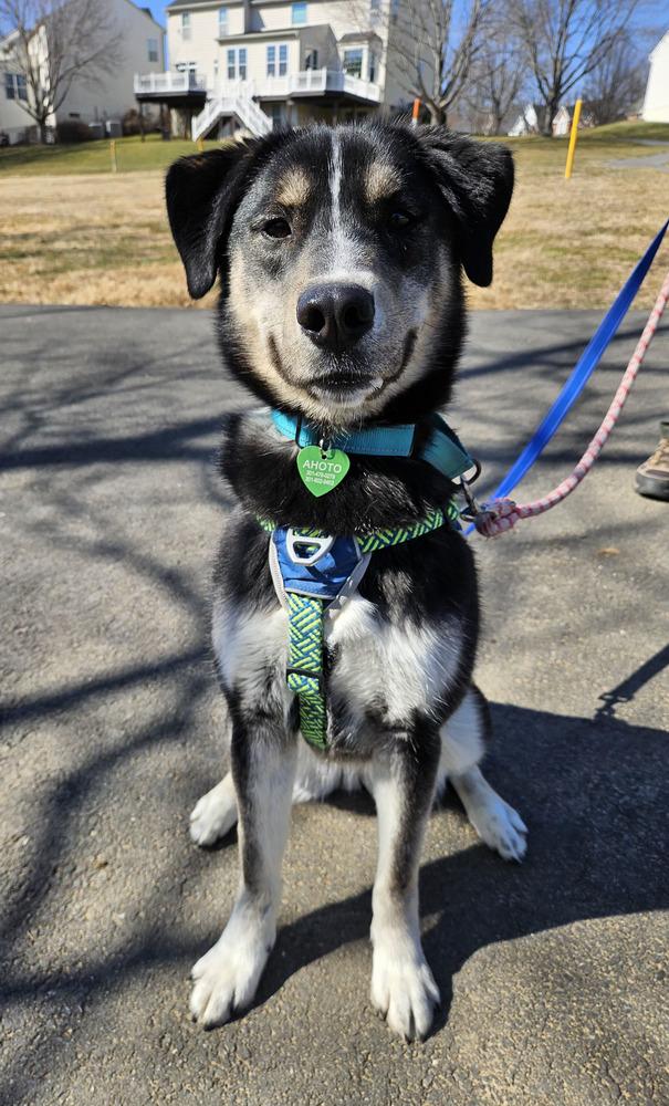 Enlarge Honeysuckle, a Adoptable mixed breed in Silver Spring, MD image 2/6