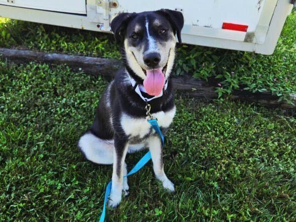 Enlarge Honeysuckle, a Adoptable mixed breed in Silver Spring, MD image 5/6