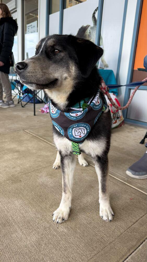 Enlarge Honeysuckle, a Adoptable mixed breed in Silver Spring, MD image 4/6
