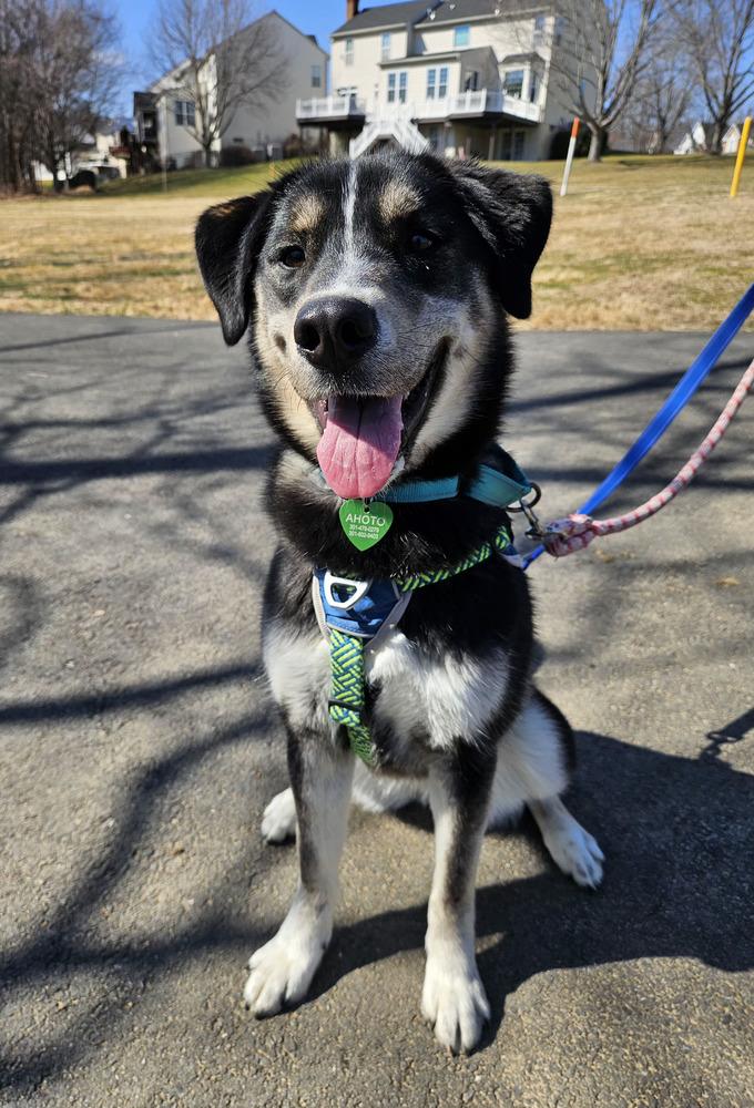 Enlarge Honeysuckle, a Adoptable mixed breed in Silver Spring, MD image 5/6