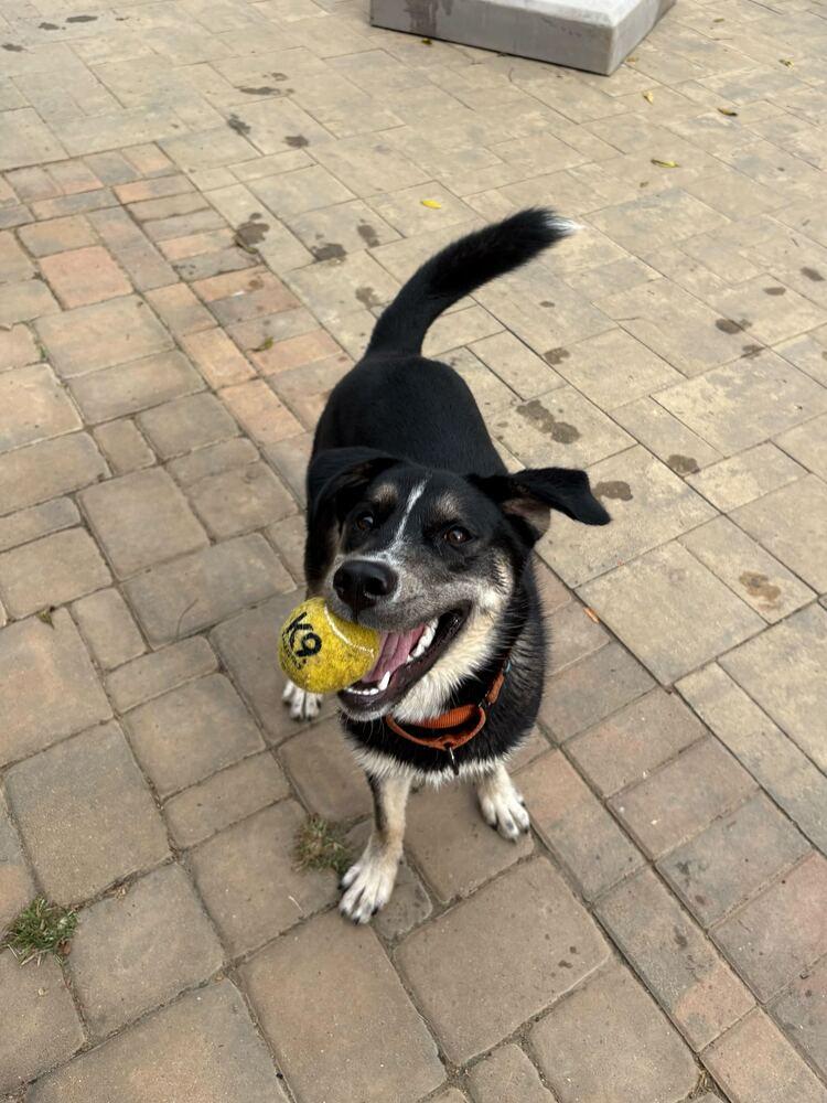 Enlarge Honeysuckle, a Adoptable mixed breed in Silver Spring, MD image 6/6