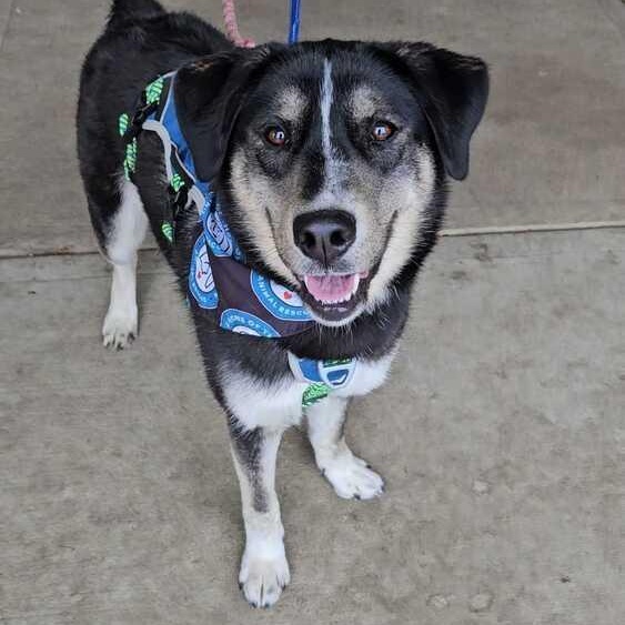 Honeysuckle, Adoptable, Young Female German Shepherd Dog.