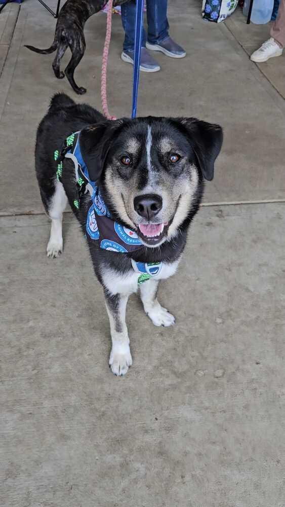 Enlarge Honeysuckle, a Adoptable mixed breed in Silver Spring, MD image 6/6