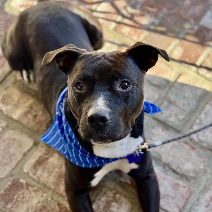 Kettle, Adoptable, Adult Male Mixed Breed.