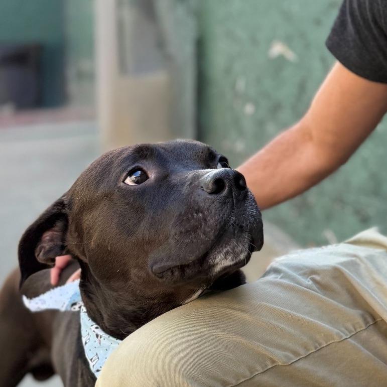 Kettle, Adoptable, Adult Male Mixed Breed.