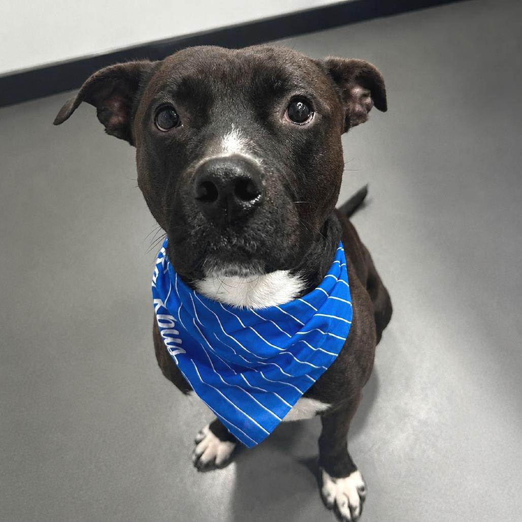Kettle, a Adoptable Mixed Breed in San Francisco, CA image 2/6