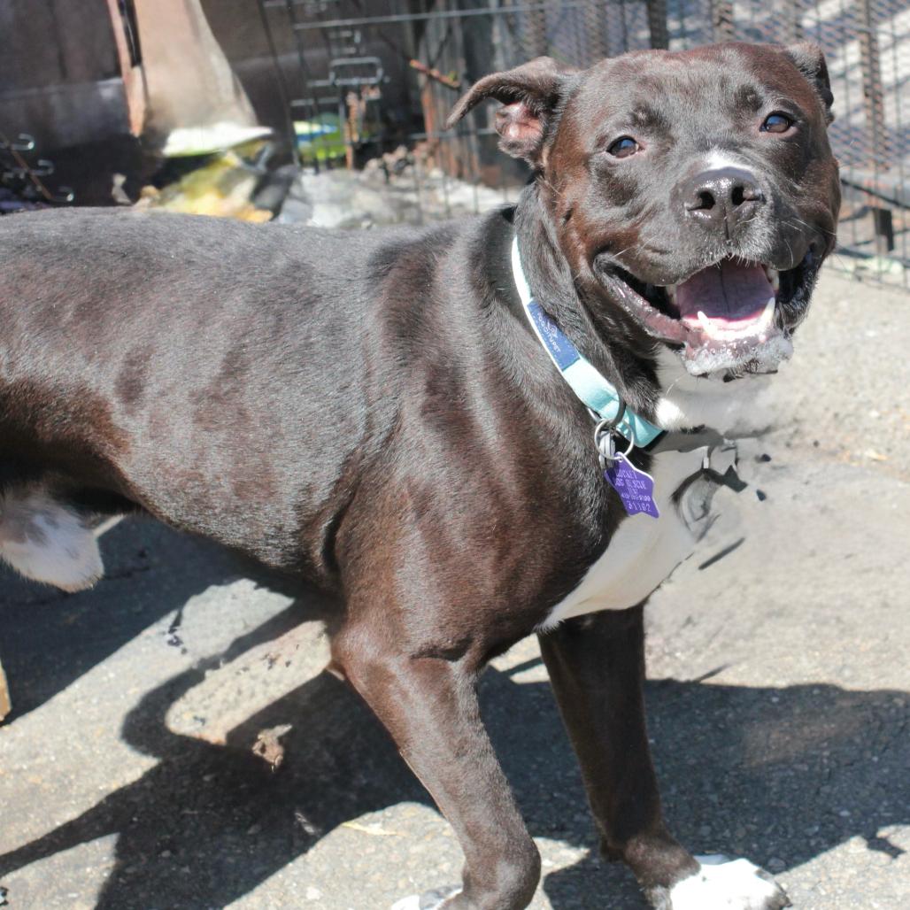 Kettle, a Adoptable Mixed Breed in San Francisco, CA image 3/6