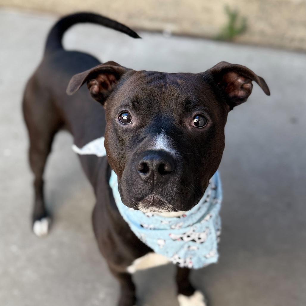 Kettle, a Adoptable Mixed Breed in San Francisco, CA image 4/6