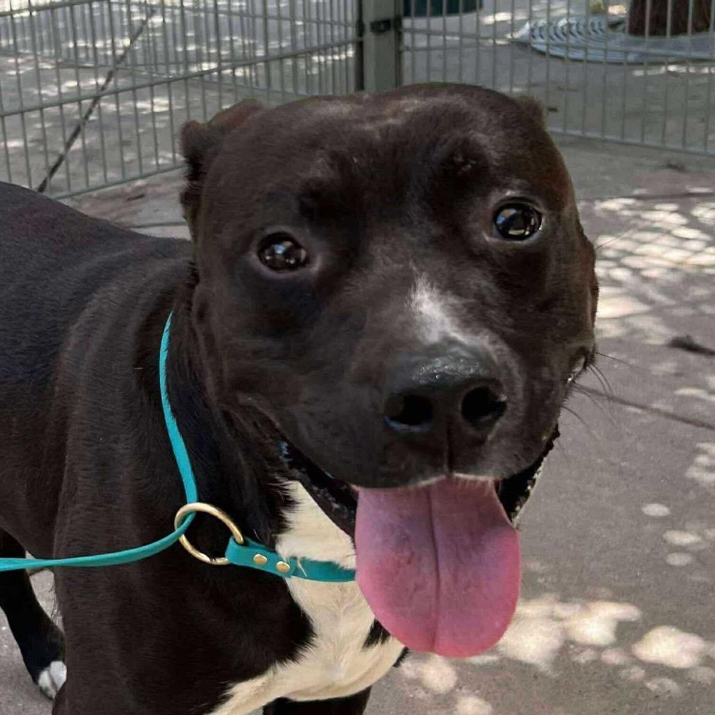 Kettle, a Adoptable Mixed Breed in San Francisco, CA image 5/6