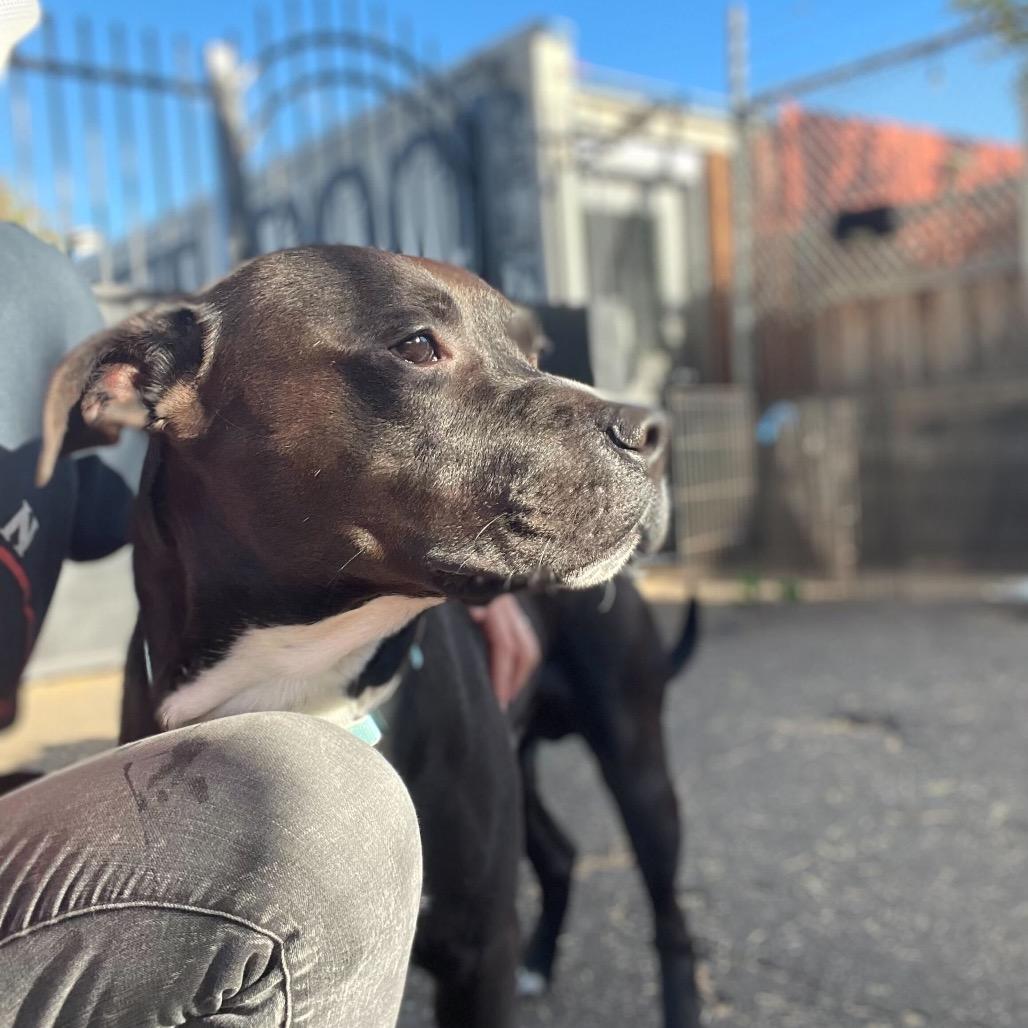 Kettle, a Adoptable Mixed Breed in San Francisco, CA image 6/6