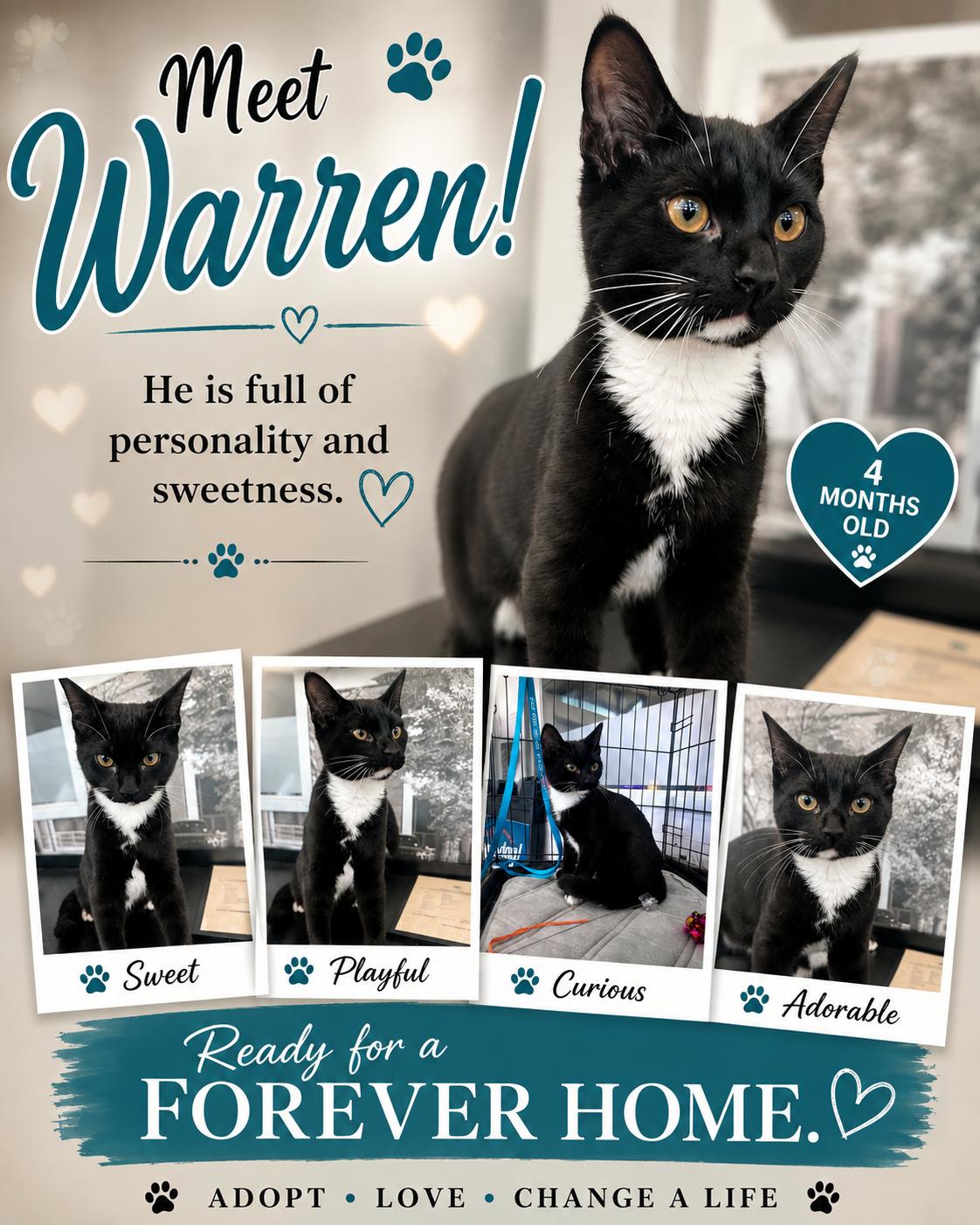 Warren, ADOPTABLE, Kitten Male Tuxedo & Domestic Short Hair.