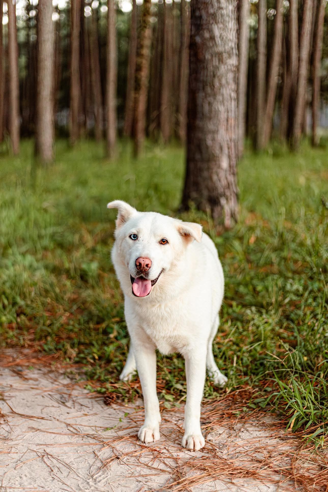 Buckeye, a Adoptable mixed breed in Seattle, WA image 3/5