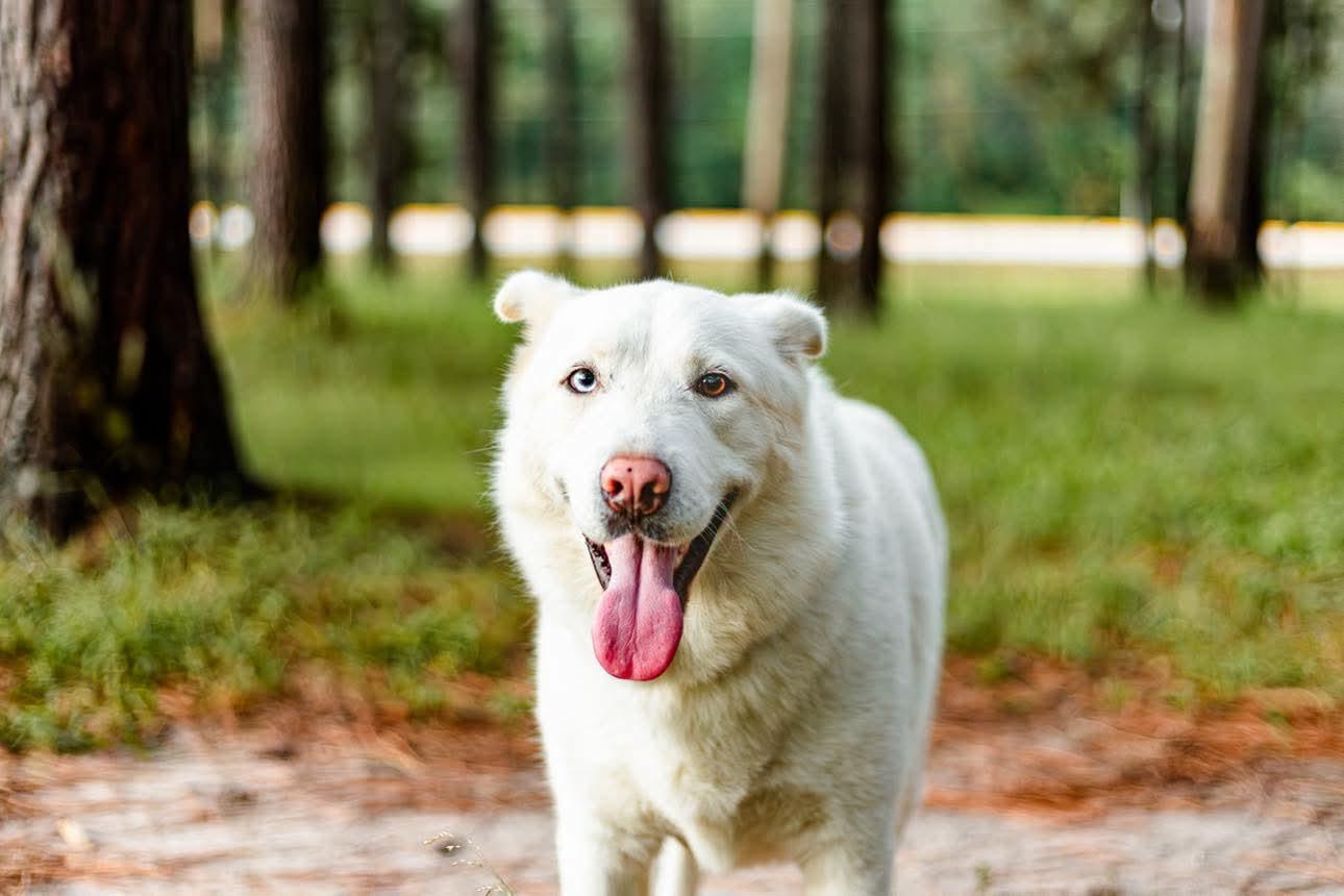 Buckeye, a Adoptable mixed breed in Seattle, WA image 2/5