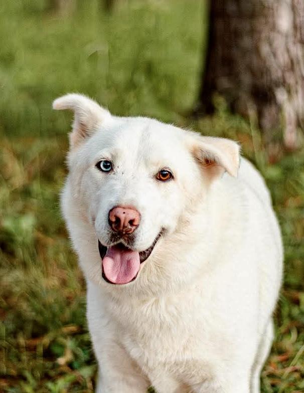 Buckeye, an adoptable Husky, Labrador Retriever in Seattle, WA, 98106 | Photo Image 1