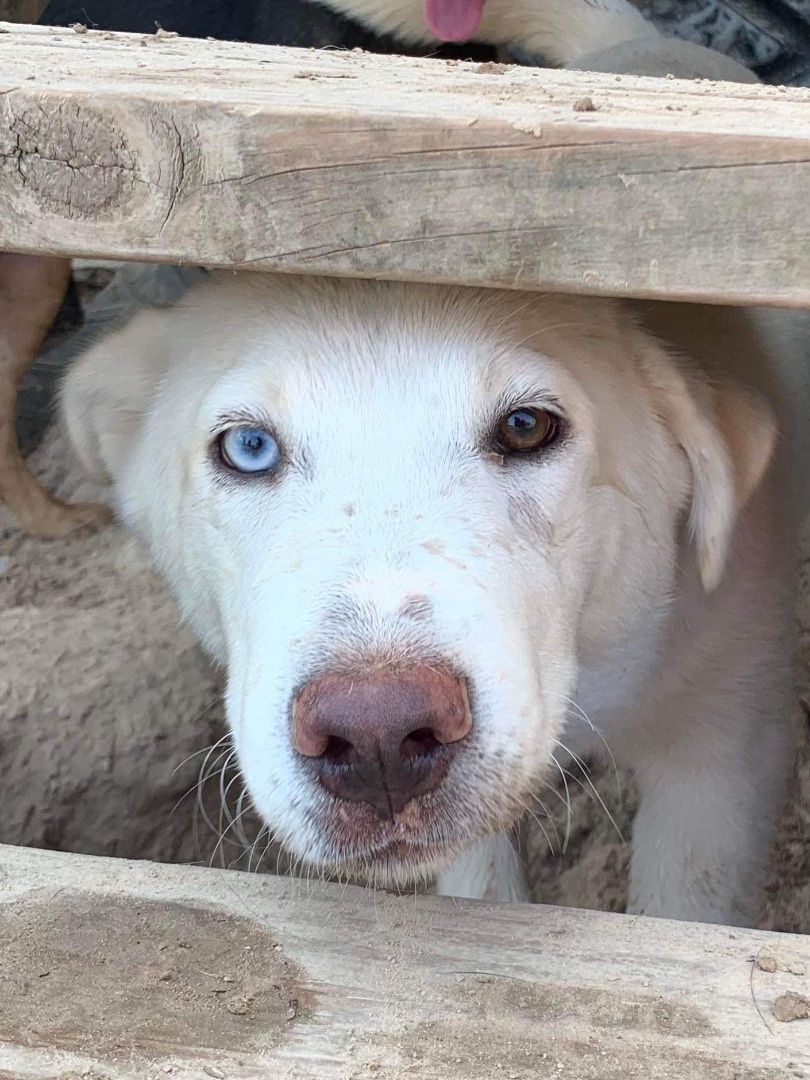 Buckeye, Adoptable, Adult Male Husky & Labrador Retriever.