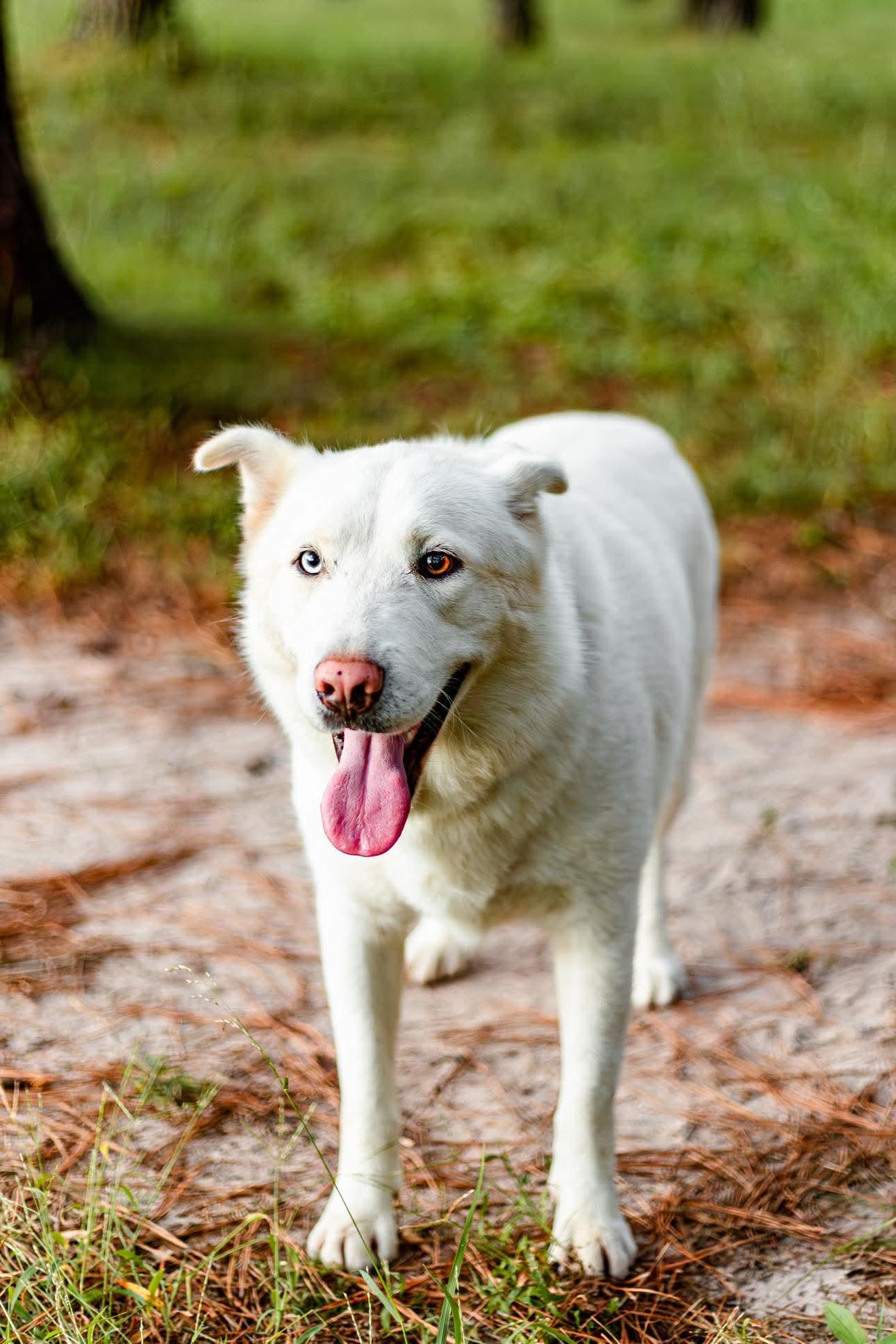 Buckeye, a Adoptable mixed breed in Seattle, WA image 5/5