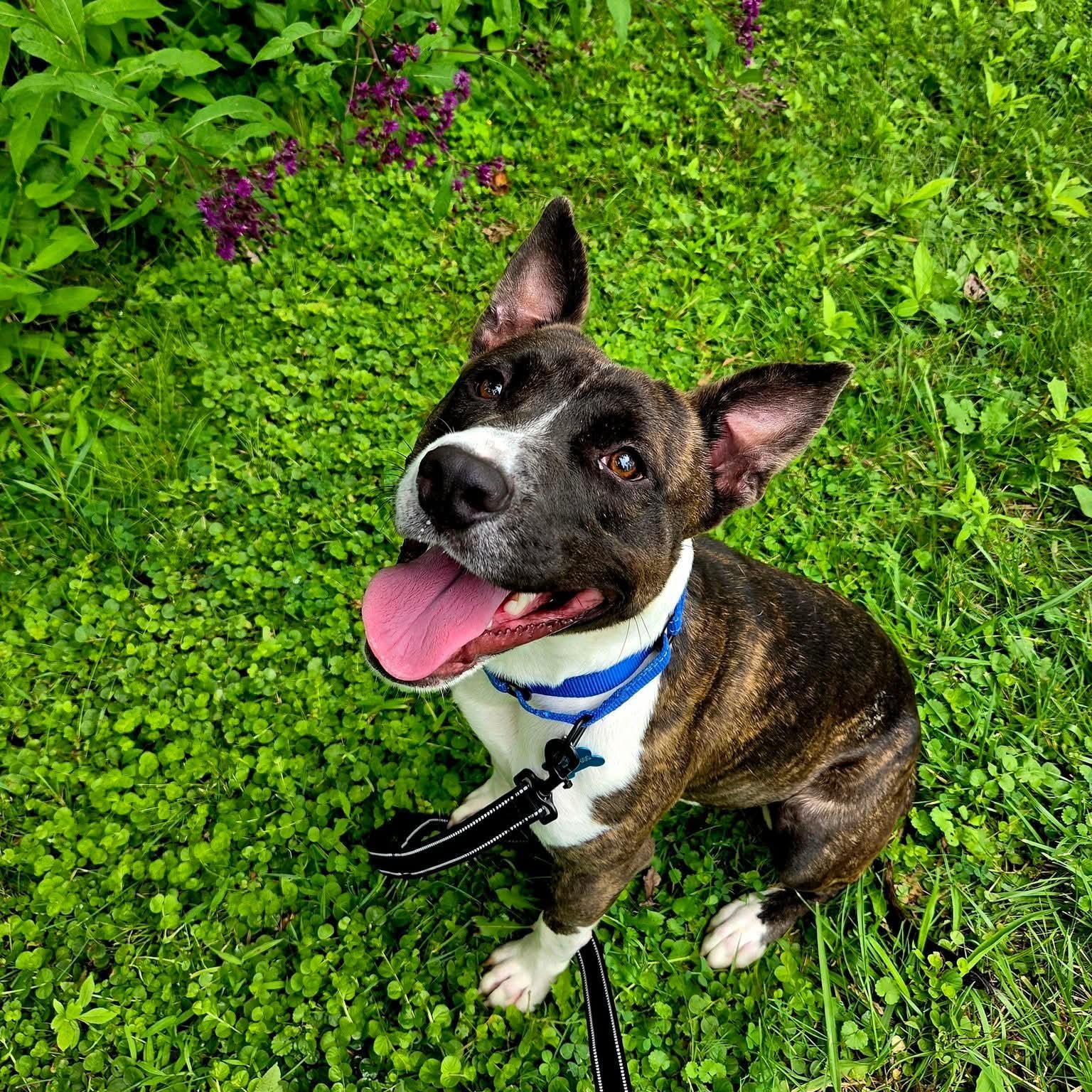 Blast, Adoptable, Young Male Pit Bull Terrier.