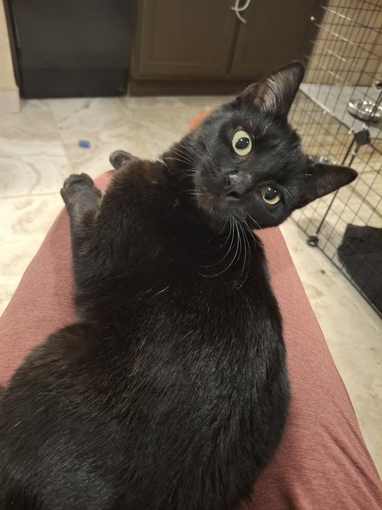 Sweet Pea G., Adoptable, Young Female Domestic Short Hair.