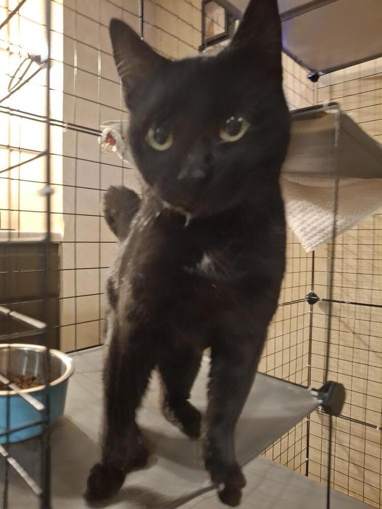 Sweet Pea G., a Adoptable Domestic Short Hair in Peoria, IL image 2/3