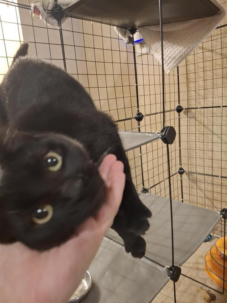 Sweet Pea G., a Adoptable Domestic Short Hair in Peoria, IL image 3/3