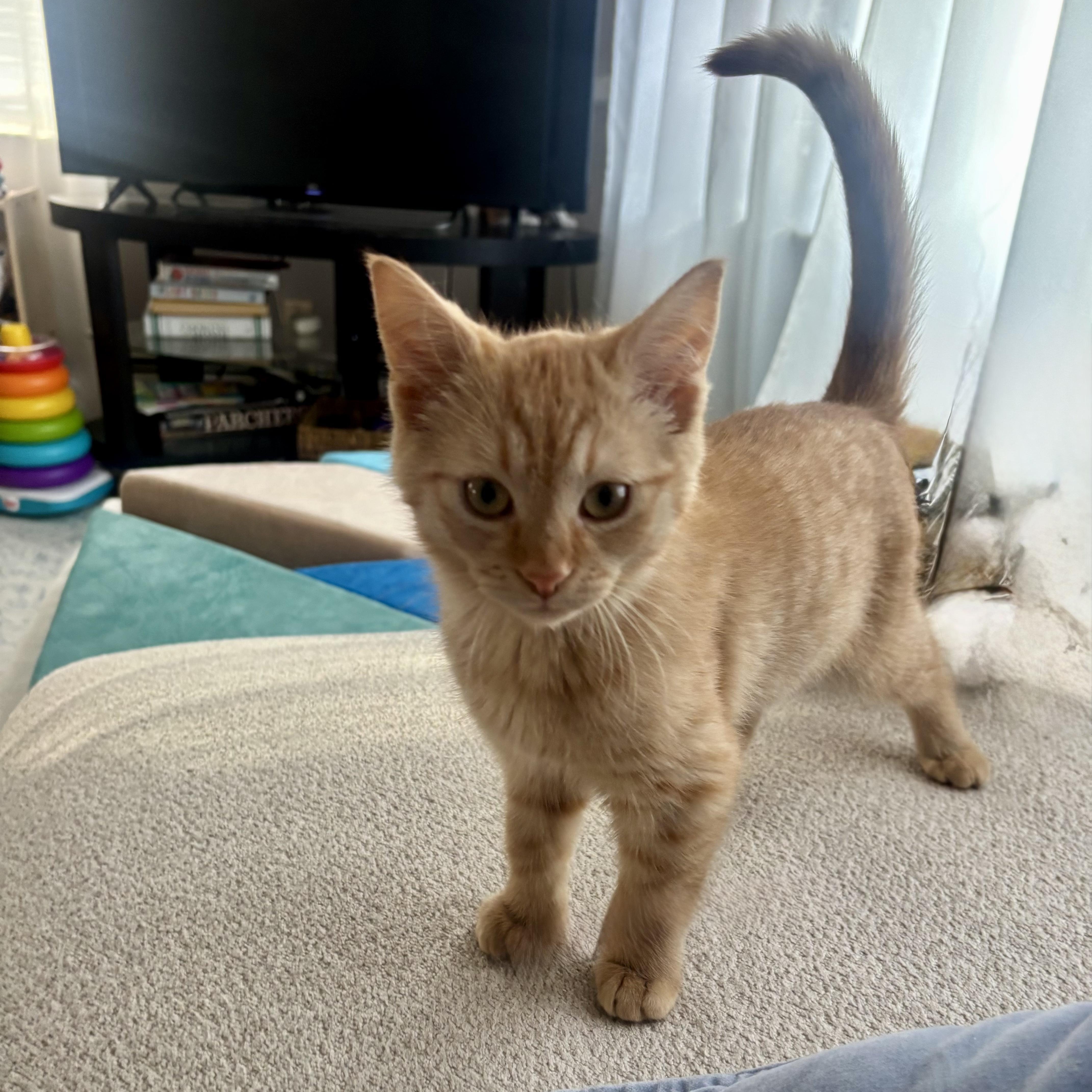 Enlarge SEPIA, a ADOPTABLE Domestic Short Hair in East Greenwich, RI image 2/5