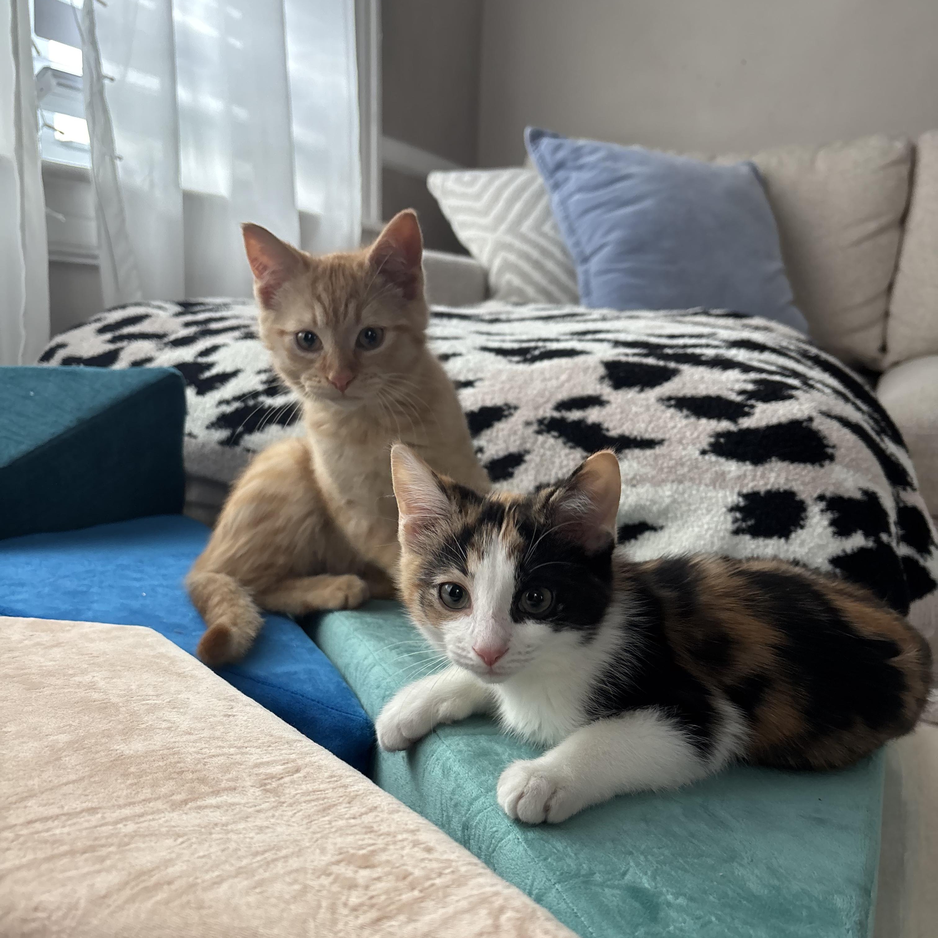 Enlarge SEPIA, a ADOPTABLE Domestic Short Hair in East Greenwich, RI image 5/5