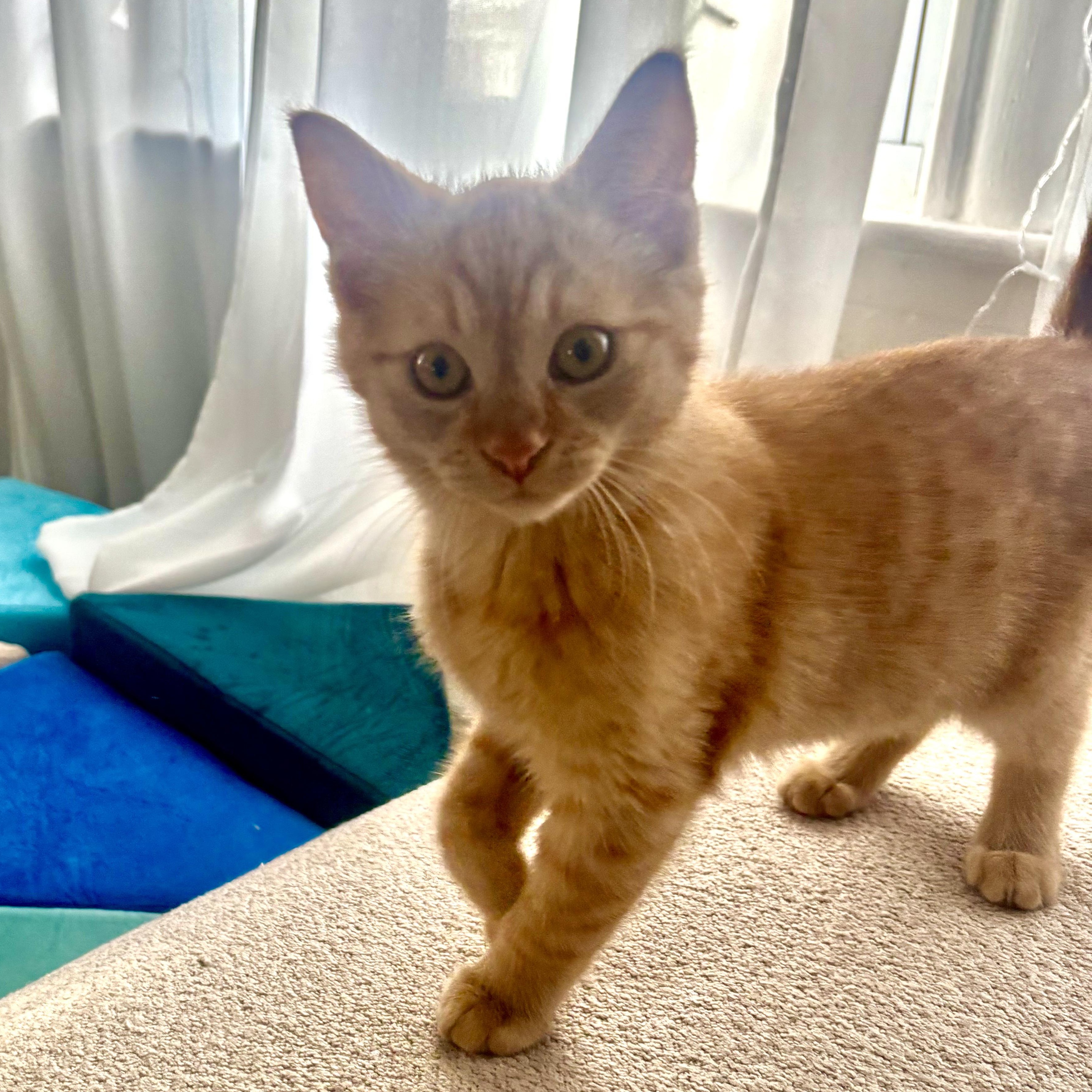 SEPIA, ADOPTABLE, Kitten Male Domestic Short Hair.