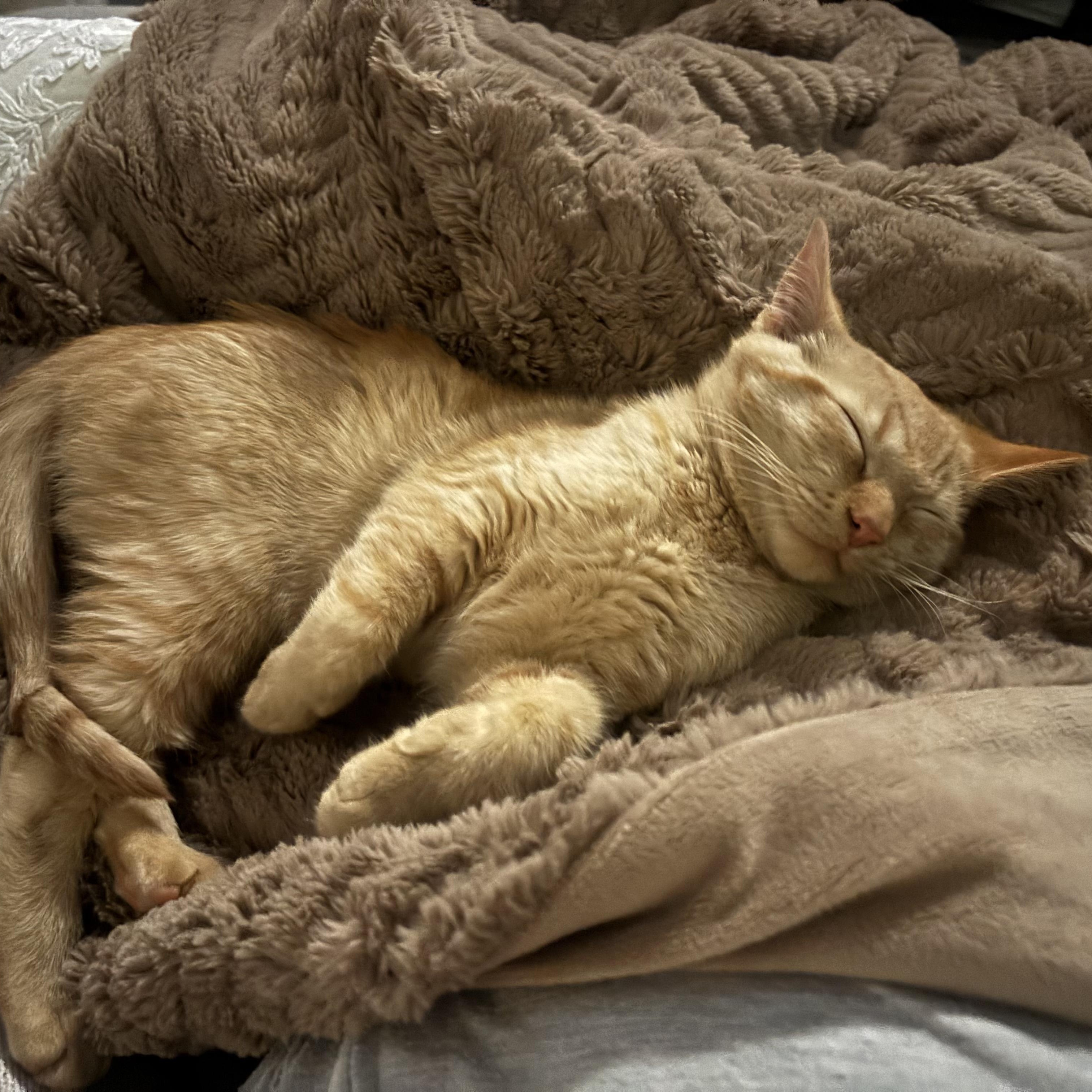 SEPIA, adoptable, Kitten Male Domestic Short Hair.