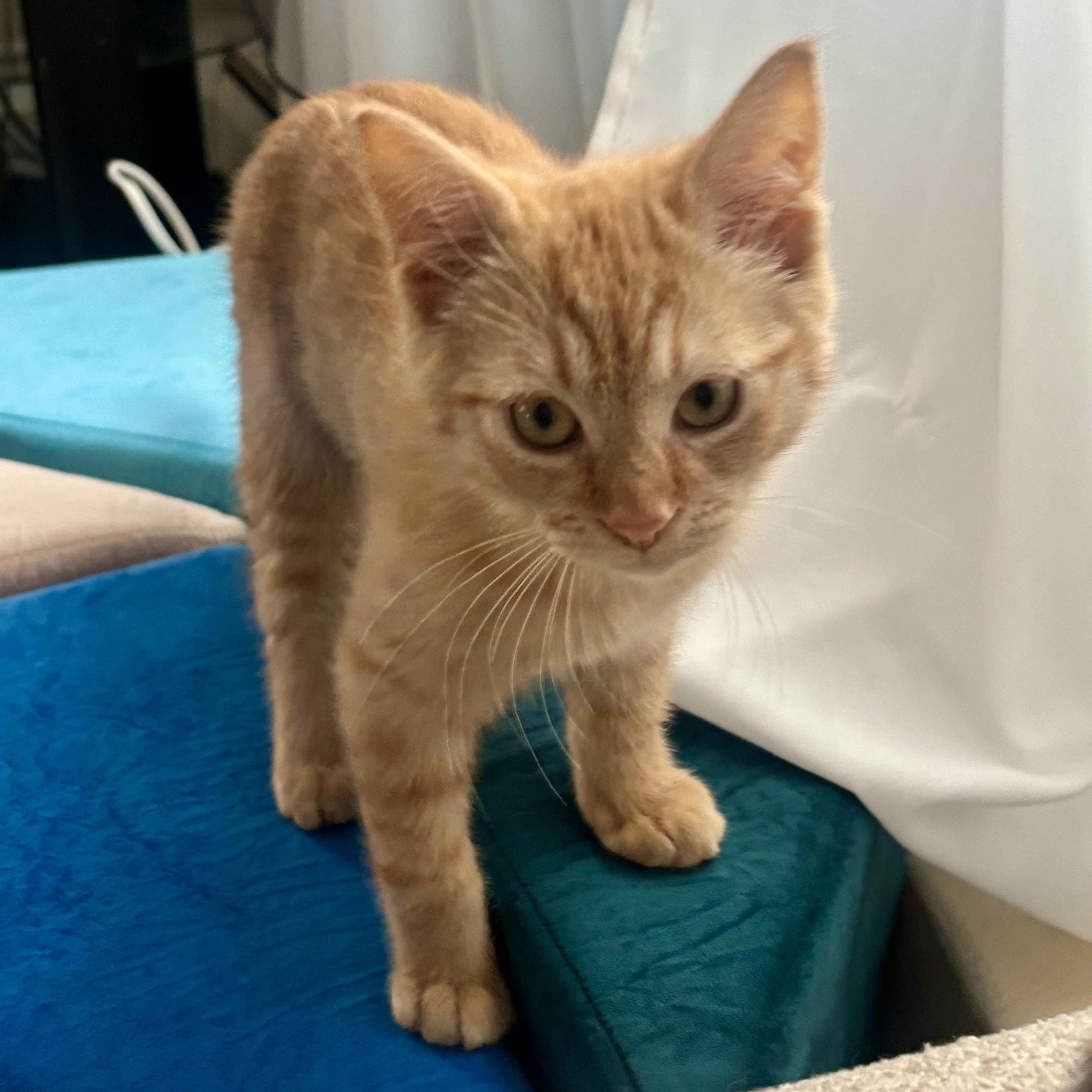 Enlarge SEPIA, a ADOPTABLE Domestic Short Hair in East Greenwich, RI image 4/5