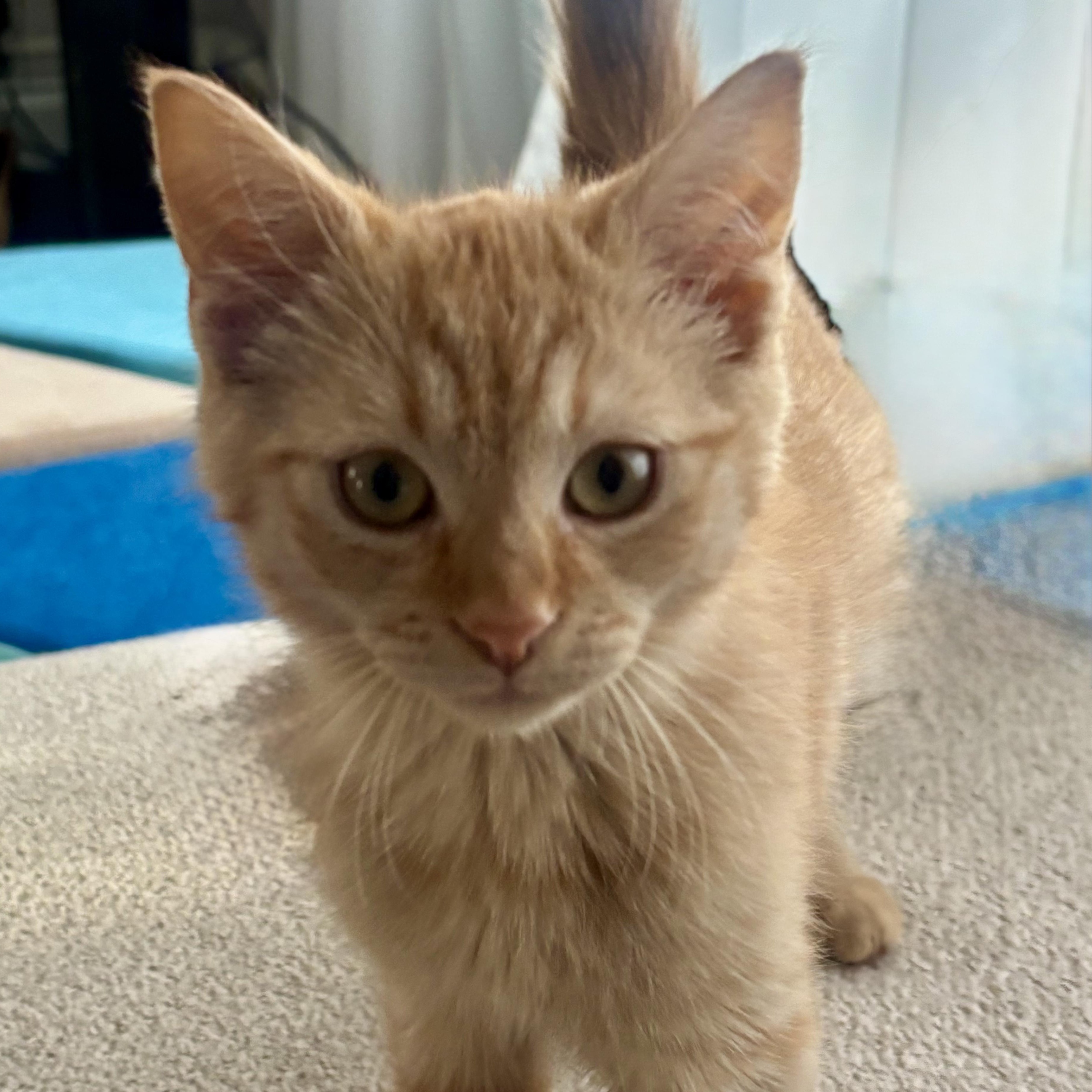Enlarge SEPIA, a ADOPTABLE Domestic Short Hair in East Greenwich, RI image 3/5