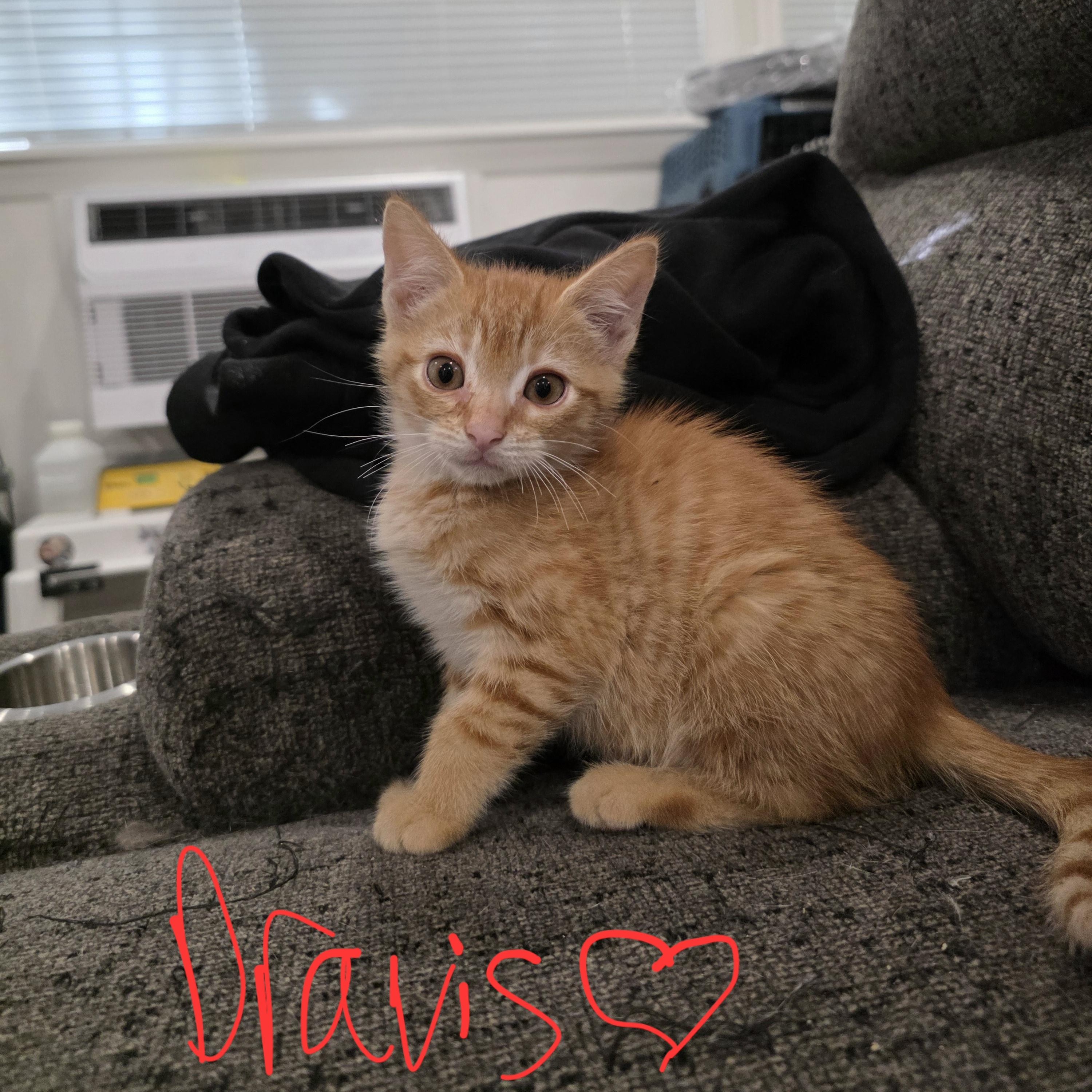 Enlarge Dravis, a Adoptable Domestic Short Hair in Moriches, NY image 1/1