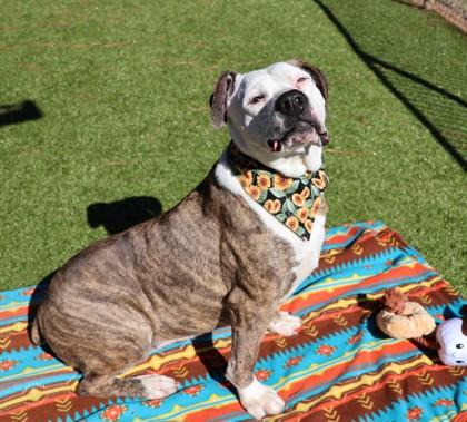 Penelope, Adoptable, Senior Female Mixed Breed.