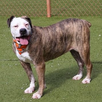 Penelope, a Adoptable Mixed Breed in Athens, GA image 2/5