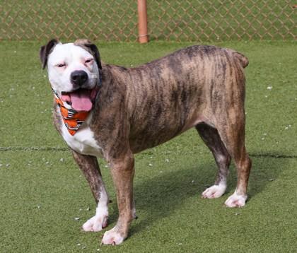 Enlarge Penelope, a Adoptable Mixed Breed in Athens, GA image 3/5
