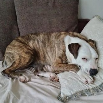 Penelope, a Adoptable Mixed Breed in Athens, GA image 1/5